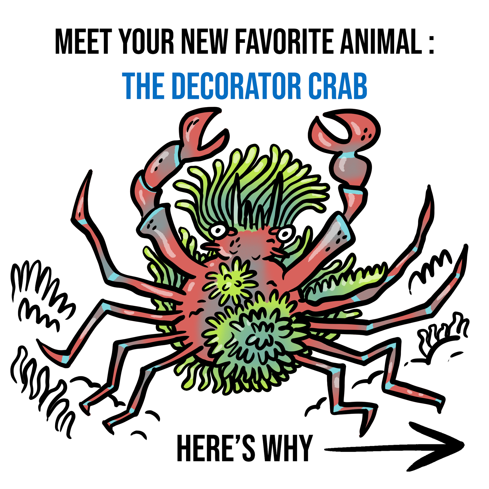 Your New Favorite Animal: Decorator Crab 