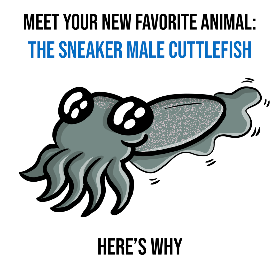 Your New Favorite Animal: The Sneaker Male Cuttlefish 