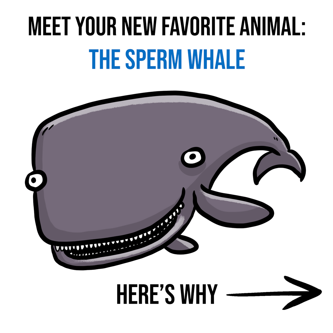Your New Favorite Animal: The Sperm Whale 