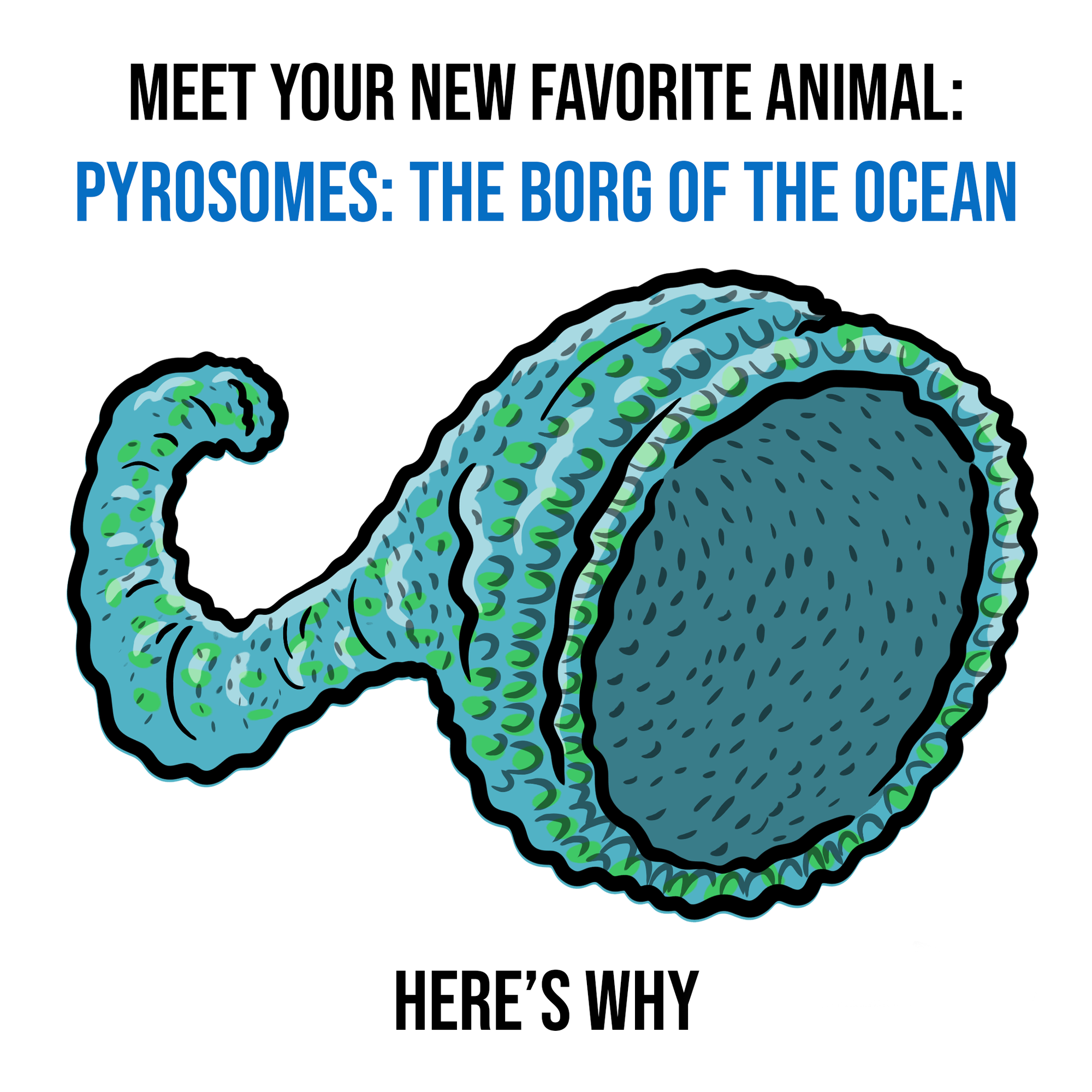Your New Favorite Animal: Pyrosomes, the Borg of the Ocean 