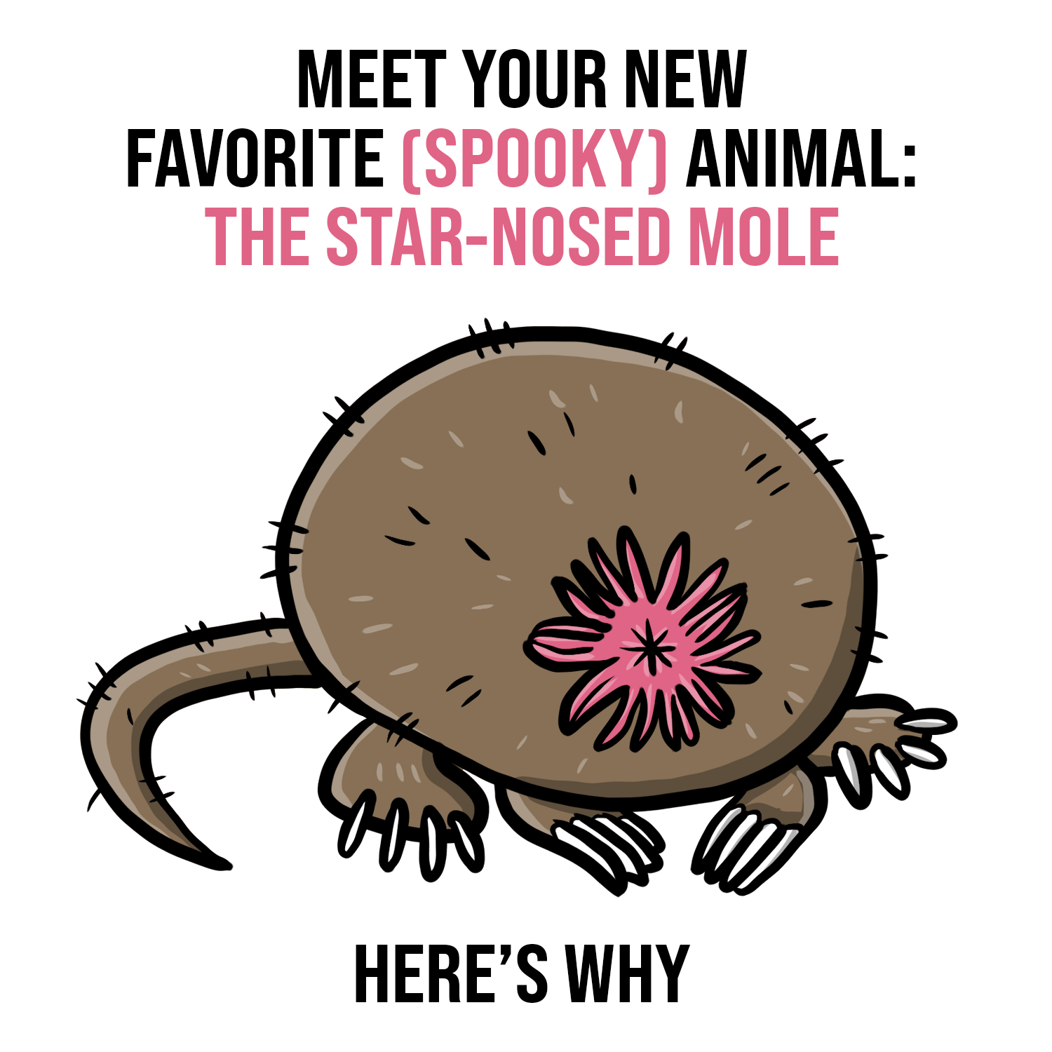 Your New Favorite Animal: The Star-Nosed Mole 