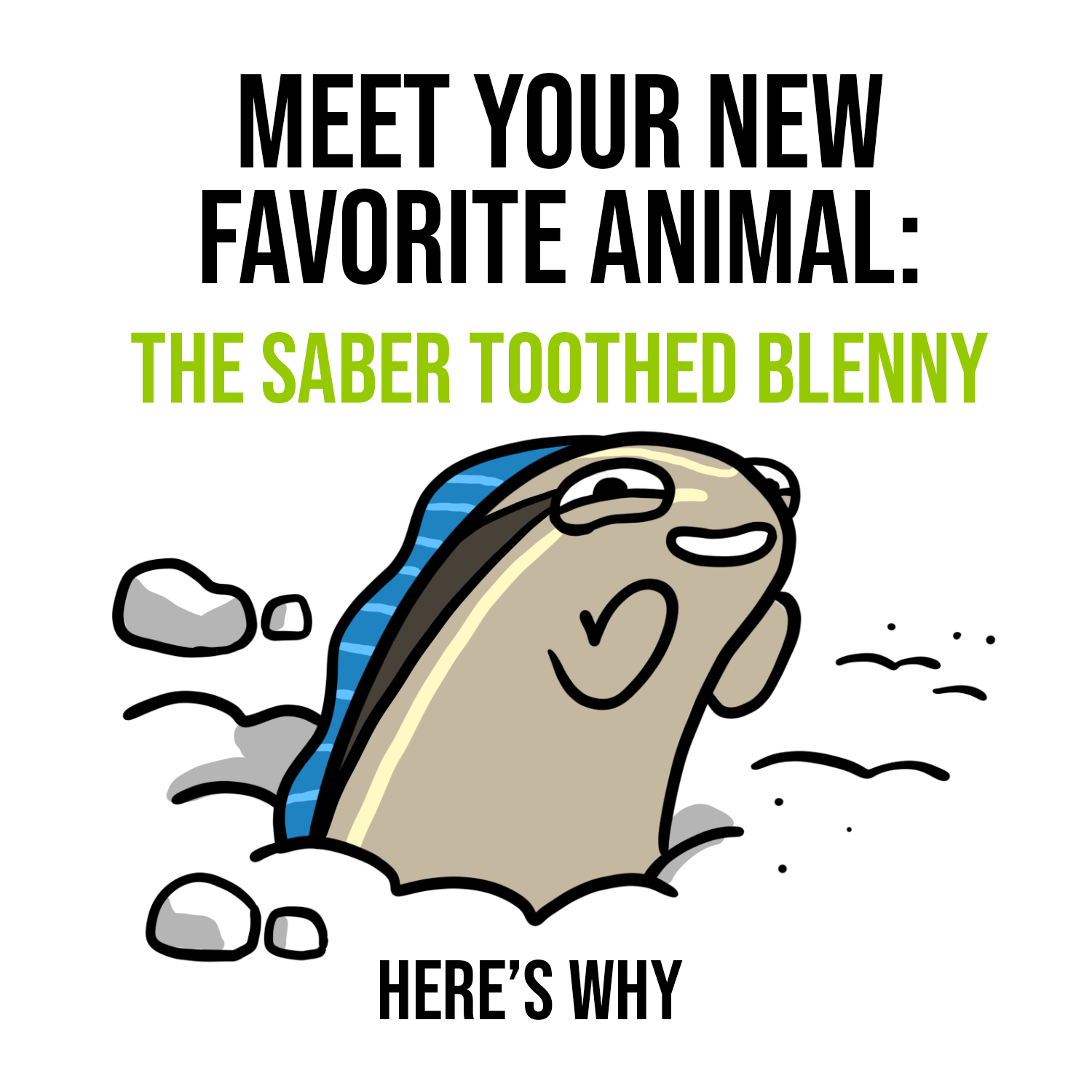 Your New Favorite Animal: The Saber Toothed Blenny 