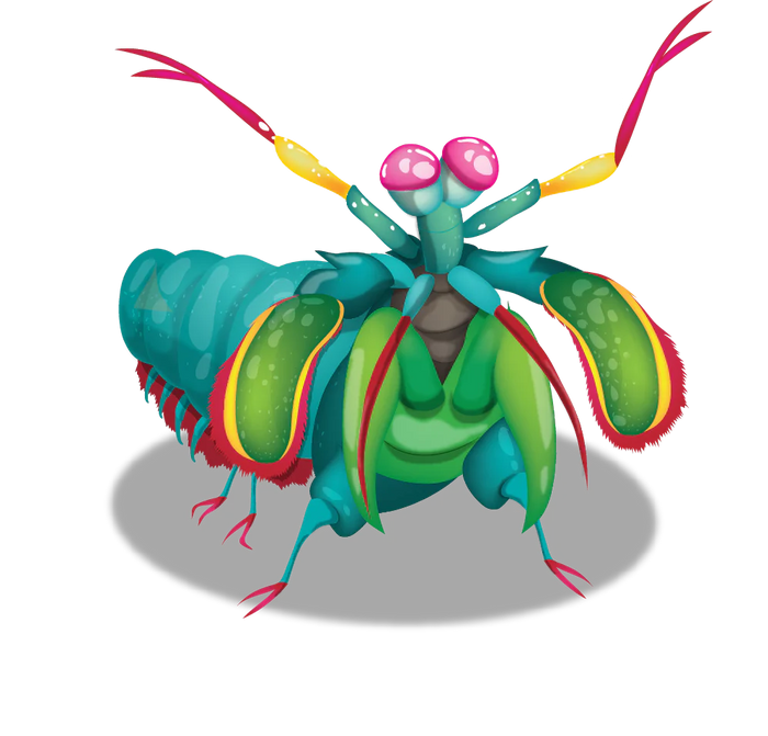 Colorful mantis shrimp insect character